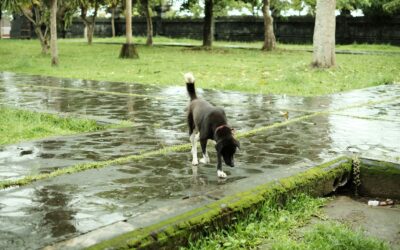 Why Your Dog Hates Rain and How to Change That