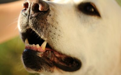 Taking Care Of Your Dog’S Dental Health